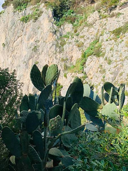 【義大利：藍色之島卡布里島　神秘藍洞】奧古斯都花園。檸檬香水 @花子看世界
