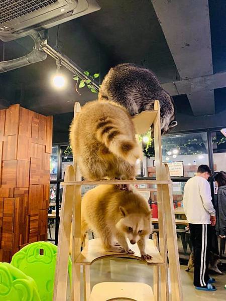 【2019韓國自由行】超萌浣熊咖啡廳。絕對不是你想像的那樣 @花子看世界